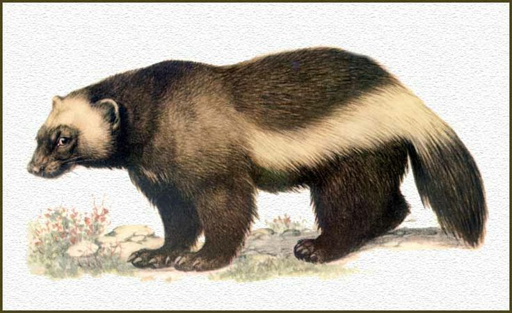 Зверь похожий на медведя