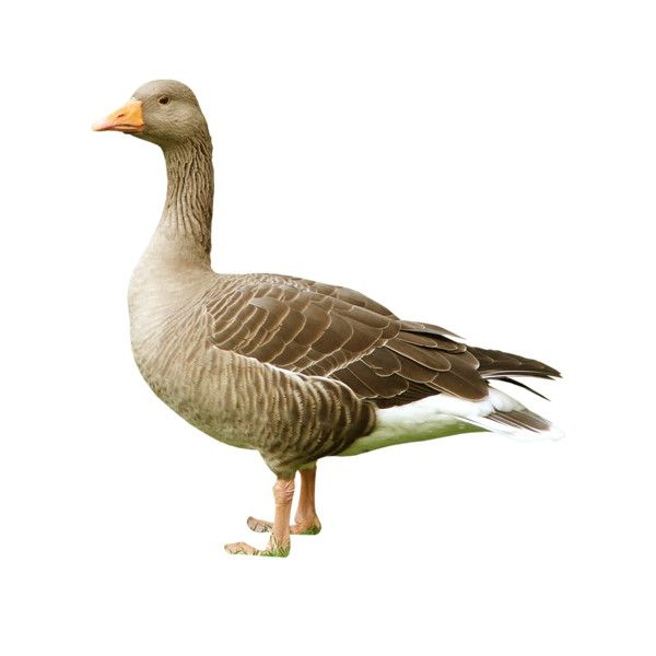 Утка домашняя