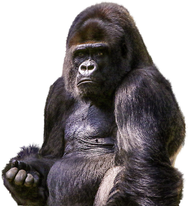 Западная горилла