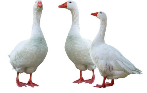 Фон с гусями