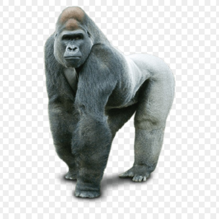 Карточки горилла