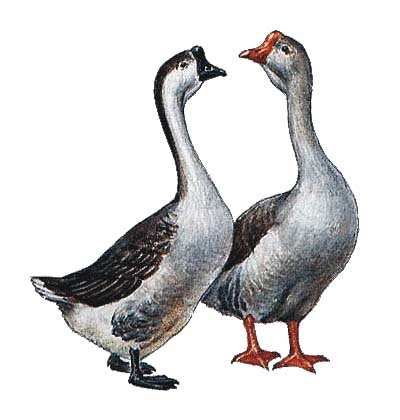 Гусь на прозрачном фоне