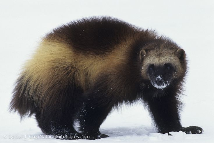 Росомаха животное