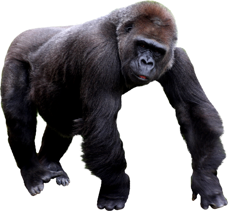 Обезьяна на белом фоне