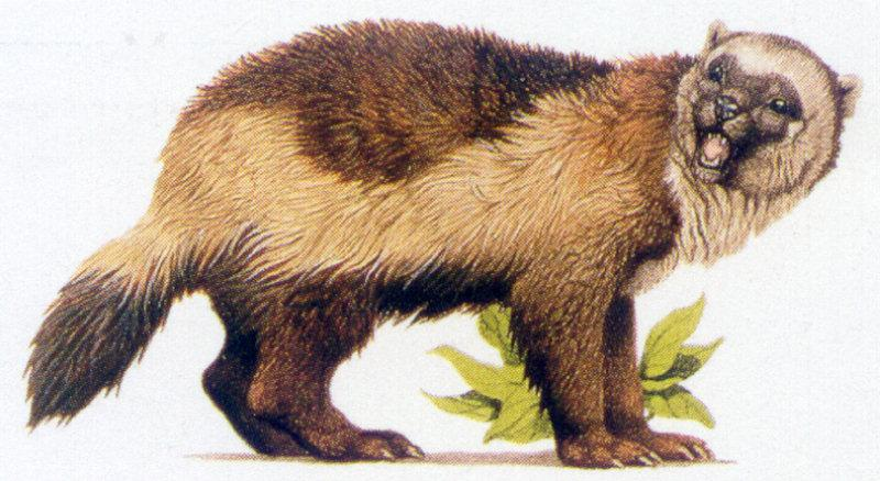 Росомаха зверь