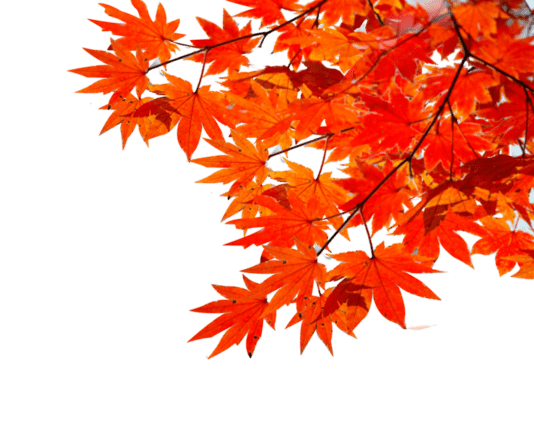 Осенняя ветка