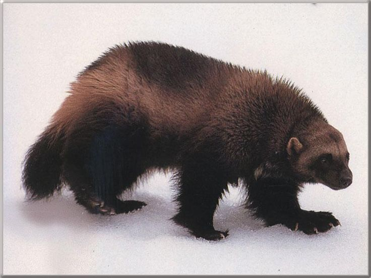 Дети Росомахи