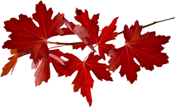 Осенние листья на прозрачном фоне