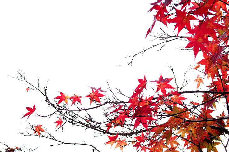 Осенние ветки для фотошопа