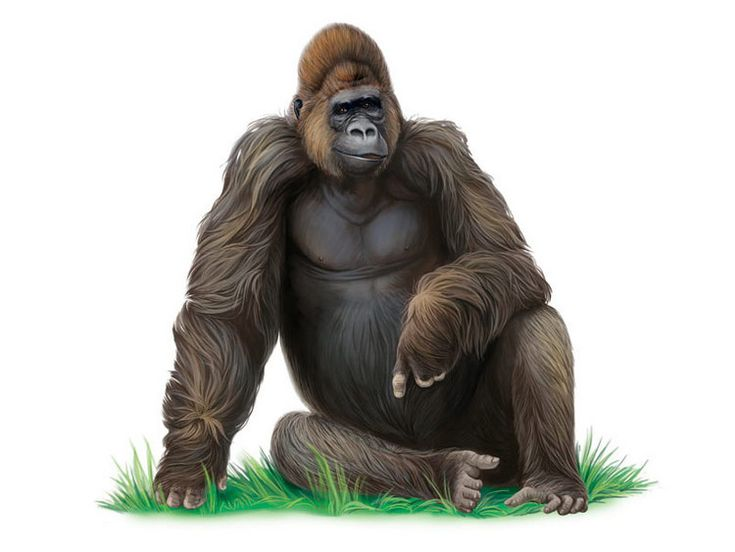 Кинг Конг и орангутанг