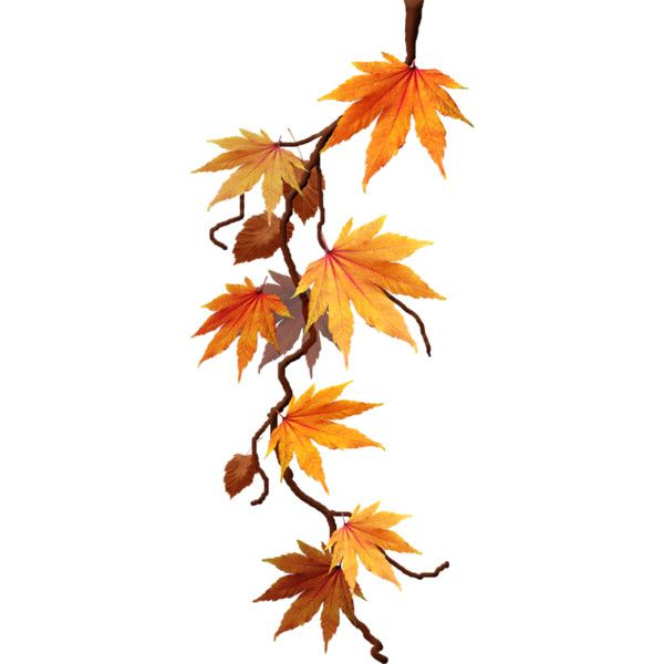 Кленовая ветка на прозрачном фоне