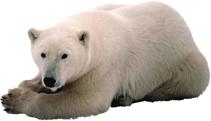 Белый медведь на прозрачном фоне