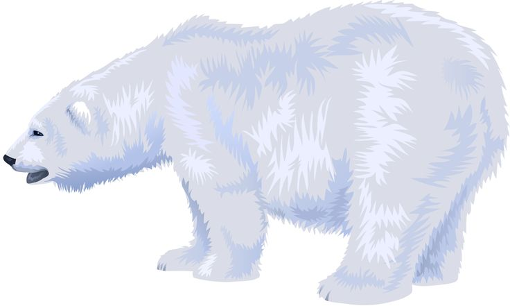 Полярный медведь на белом фоне