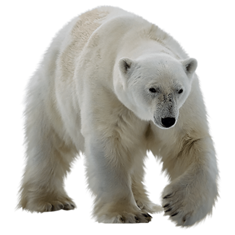 Белый медведь для детей