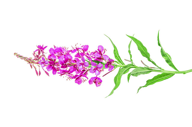 Кипрей узколистный Ботаническая