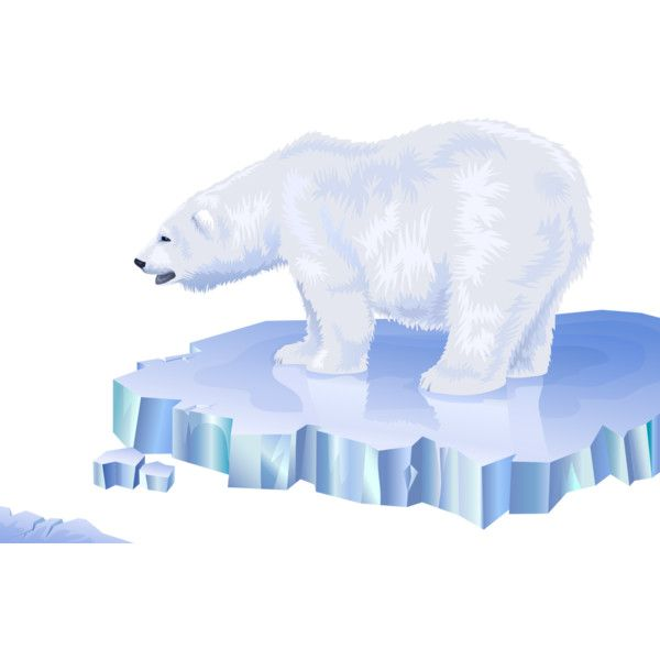 Белый медведь картинка на белом фоне