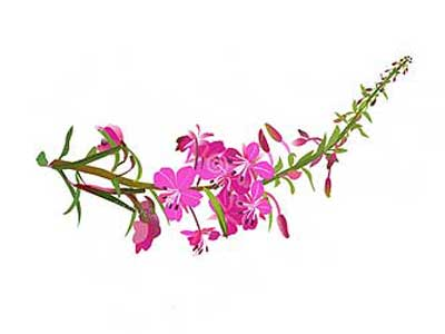 Кипрей Иван чай на прозрачном фоне