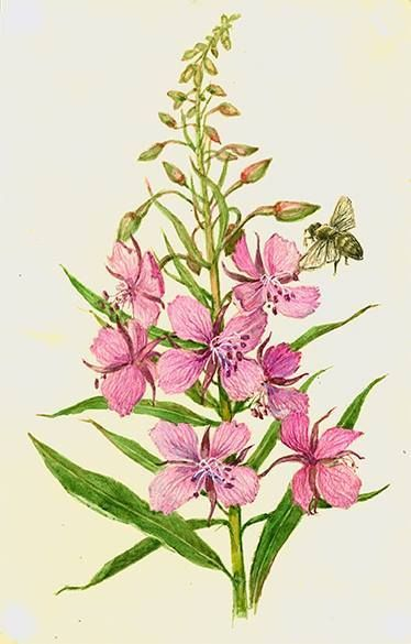 Иван-чай (кипрей)