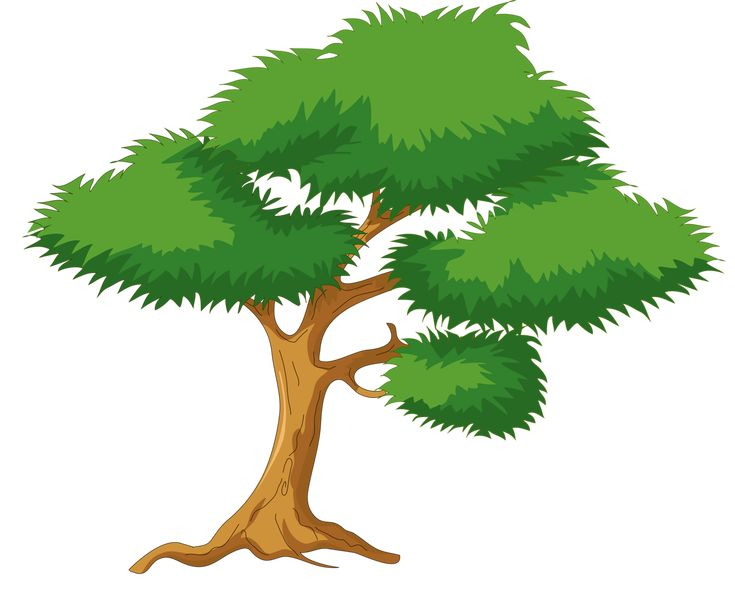 Дерево на прозрачном фоне