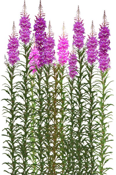 Кипрей узколистный