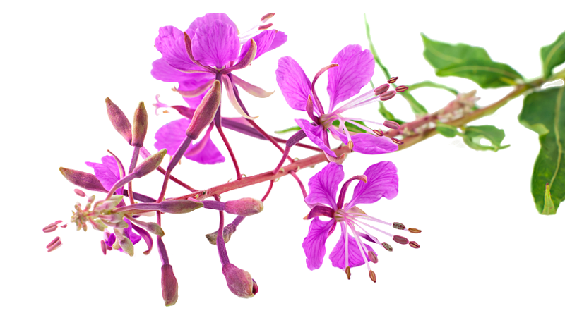 Кипрей узколистный на белом фоне