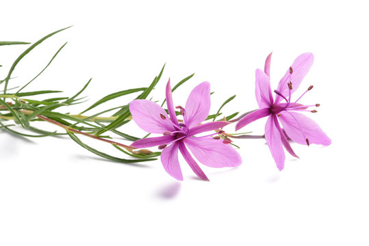 Кипрей узколистный вектор