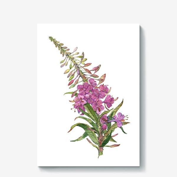 Кипрей Иван чай стилизация