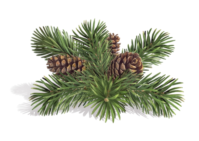 Веточки хвойники шишки