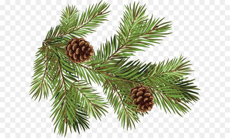 Ветка Еловая