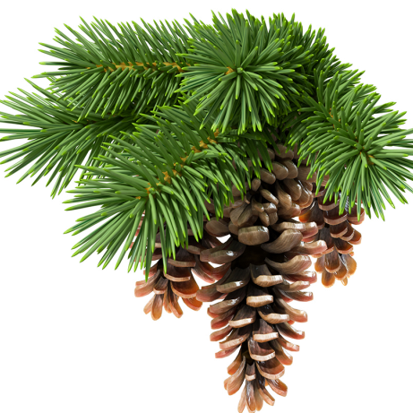 Ветка Еловая