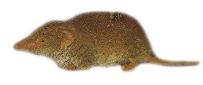 Землеройка бурозубка