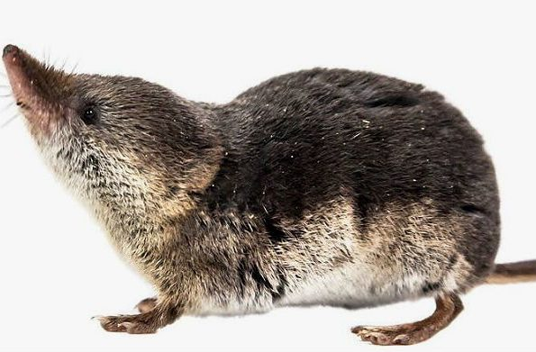 Землеройка с детьми