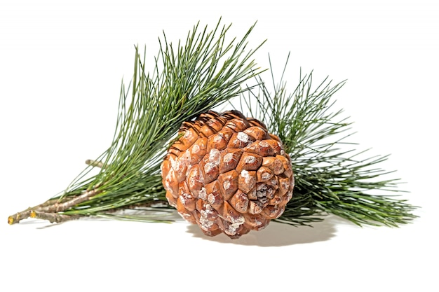 Кедровая веточка с шишкой