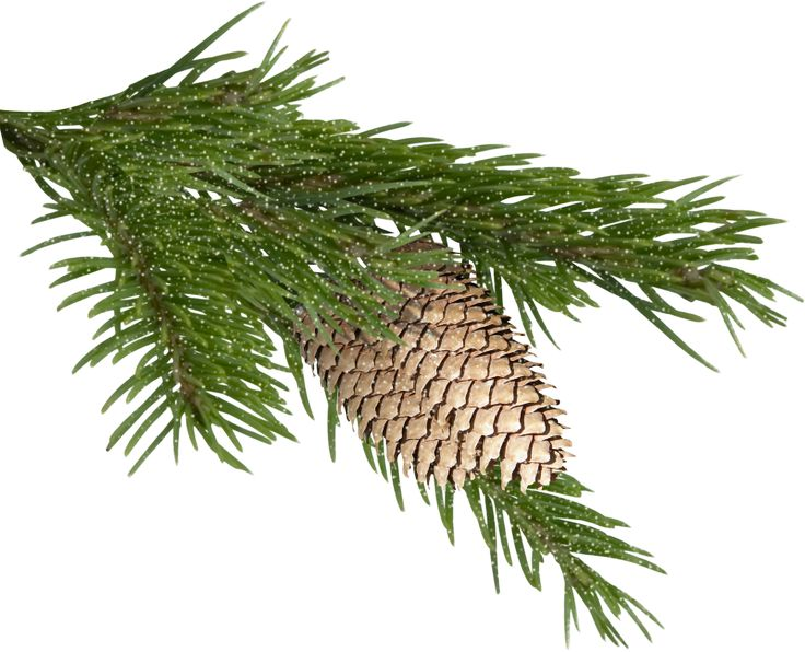 Веточки хвойники шишки
