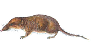 Бурозубка обыкновенная рисунок