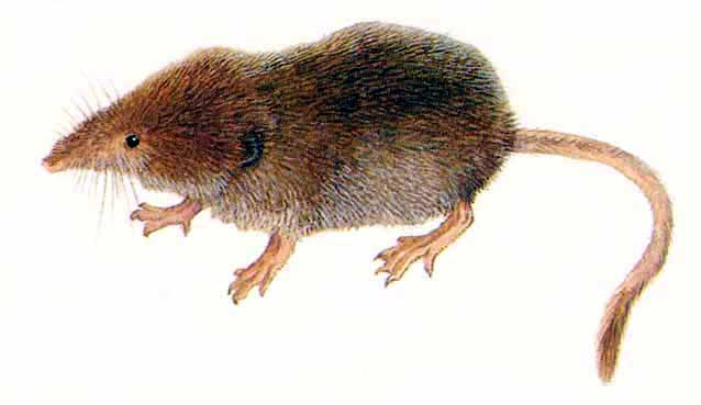 Обыкновенная землеройка бурозубка