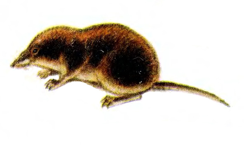 Бурозубка обыкновенная – Sorex Araneus