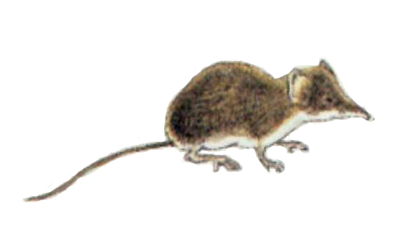 Строение землеройки