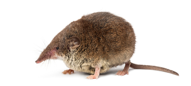 Бурозубка фото