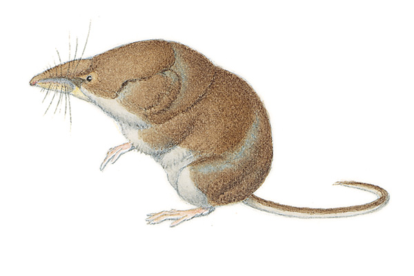 Обыкновенная белозубка