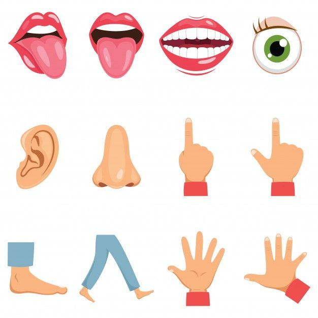 Наклейки части тела для детей
