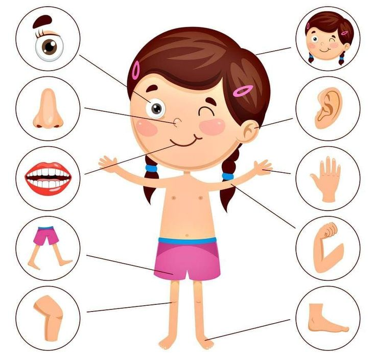 Части тела для детей