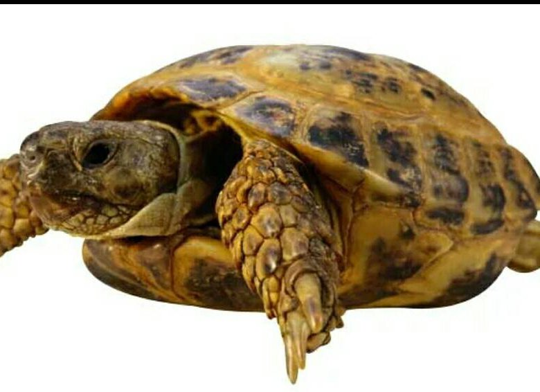 Черепаха Тартаруга