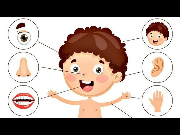Части тела для дошкольников в картинках