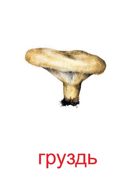 Грибы карточки для детей