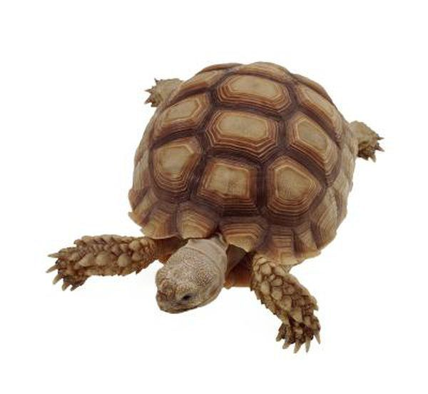 Черепаха на белом фоне