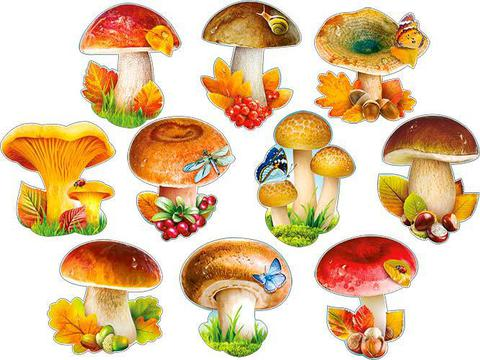 Рисунки грибов