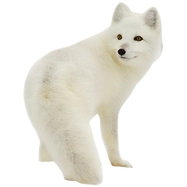 Песец без фона