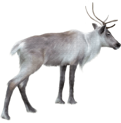 Олень на прозрачном фоне