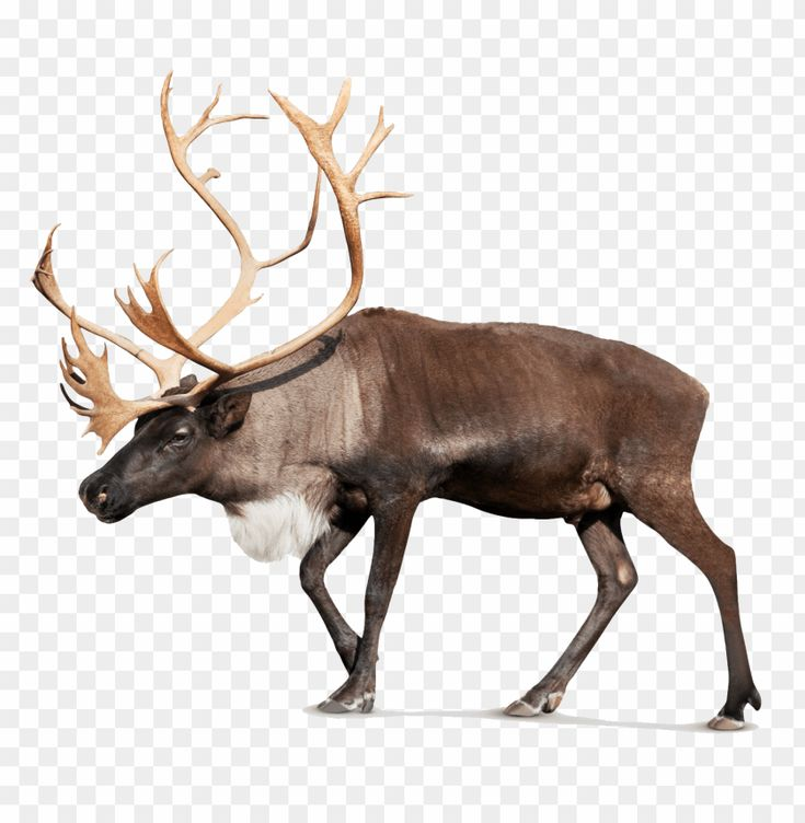 Олень на белом фоне